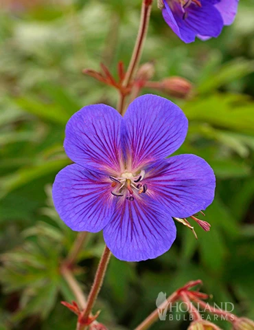 Menu Kaya Cranesbill (Hardy Geranium) 3 Menu Kaya Cranesbill (Hardy Geranium)