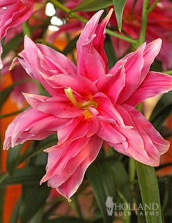 Menu Rose Lily Elena Double Oriental Lily