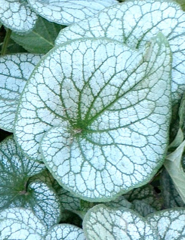 Menu Alexanders Great Brunnera 4 Menu Alexanders Great Brunnera - Image 2