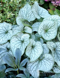 Menu Deer Resistant Shade Garden Collection -Gardening Series Store 77520 alexanders great brunnera