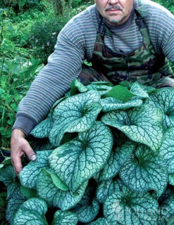 Menu Deer Resistant Shade Garden Collection -Gardening Series Store 77520 alexanders great brunnera 3