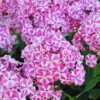 Menu Peppermint Twist Tall Phlox -Gardening Series Store 77522 peppermint twist tall phlox