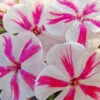 Menu Twister Tall Phlox 1 Menu Twister Tall Phlox -Gardening Series Store 77523 twister tall phlox