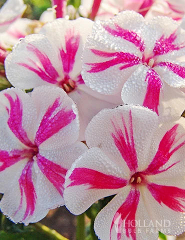 Menu Twister Tall Phlox 3 Menu Twister Tall Phlox