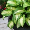 Menu Color Festival Hosta 1 Menu Color Festival Hosta -Gardening Series Store 77524 color festival hosta 2