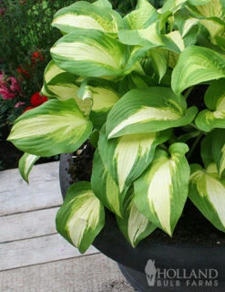 Menu Golden Glory Shade Garden Collection -Gardening Series Store 77524 color festival hosta 2 2