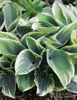 Menu Blue Hosta Collection -Gardening Series Store 77525 el nino hosta 2