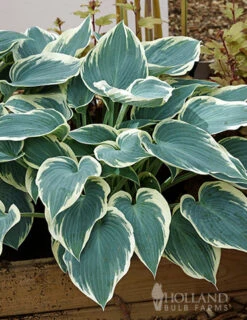 Menu Blue Hosta Collection -Gardening Series Store 77525 el nino hosta