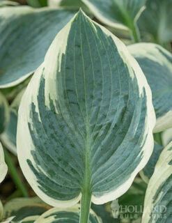 Menu Blue Hosta Collection -Gardening Series Store 77525 el nino hosta 5