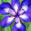 Menu I See Stars Siberian Iris -Gardening Series Store 77526a