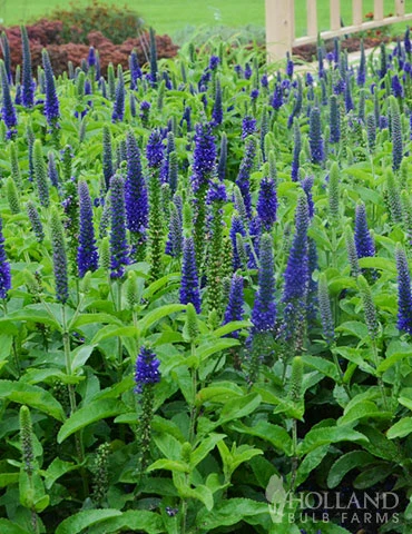 Menu Enchanted Indigo Veronica 4 Menu Enchanted Indigo Veronica - Image 2