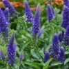 Menu Enchanted Indigo Veronica -Gardening Series Store 77527a