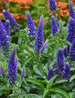 Menu Enchanted Indigo Veronica