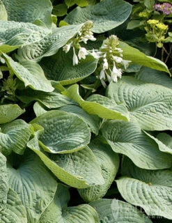 Menu Blue Hosta Collection -Gardening Series Store 77528 abiqua drinking gourd hosta 2