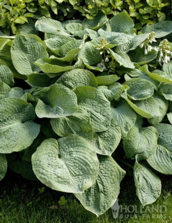 Menu Blue Hosta Collection -Gardening Series Store 77528 abiqua drinking gourd hosta 3