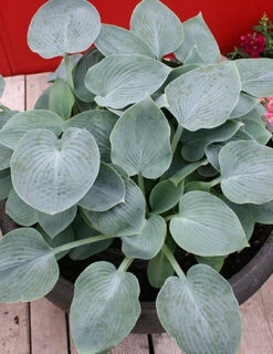 Menu Blue Hosta Collection -Gardening Series Store 77529a