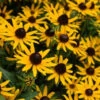 Menu Little Goldstar Rudbeckia -Gardening Series Store 77530a