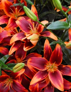 Menu Fiery Hot Lily Collection 29 Menu Fiery Hot Lily Collection -Gardening Series Store 77531 1