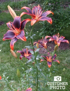 Menu Fiery Hot Lily Collection 30 Menu Fiery Hot Lily Collection -Gardening Series Store 77531 forever susan asiatic lily 1