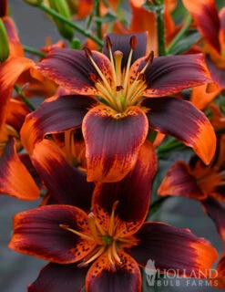 Menu Fiery Hot Lily Collection 28 Menu Fiery Hot Lily Collection -Gardening Series Store 77531 forever susan asiatic lily 3 1