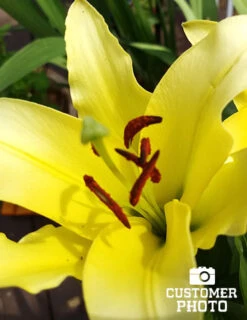 Menu Glowing Sunshine Lily Collection -Gardening Series Store 77532 2018 07 13 yelloween lily cynthia koehn 1