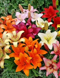 Menu Sunny Perennial Mailbox Garden -Gardening Series Store 77535 mixed asiatic lilies 2