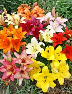 Menu Sunny Perennial Mailbox Garden -Gardening Series Store 77535 mixed asiatic lilies