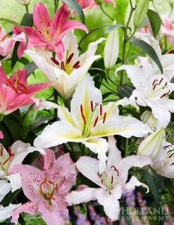 Menu Summer Bouquet Garden -Gardening Series Store 77536 oriental lily mix 1
