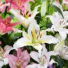 Menu Mixed Oriental Lilies -Gardening Series Store 77536 oriental lily mix
