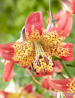 Menu Tiger Lily Collection -Gardening Series Store 77537 fusion hybrid lily 1