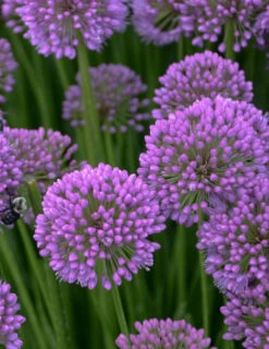 Menu Millenium Allium