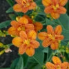 Menu Freckle Face Blackberry Lily -Gardening Series Store 77543