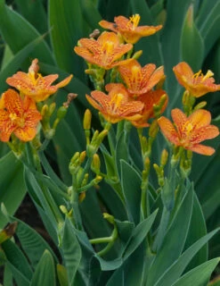 Menu Freckle Face Blackberry Lily -Gardening Series Store 77543 2
