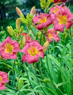 Menu Re-Blooming Daylily Collection -Gardening Series Store 77545 02 1