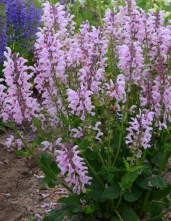 Menu Pinky Winkey Summer Collection 20 Menu Pinky Winkey Summer Collection -Gardening Series Store 77551 2