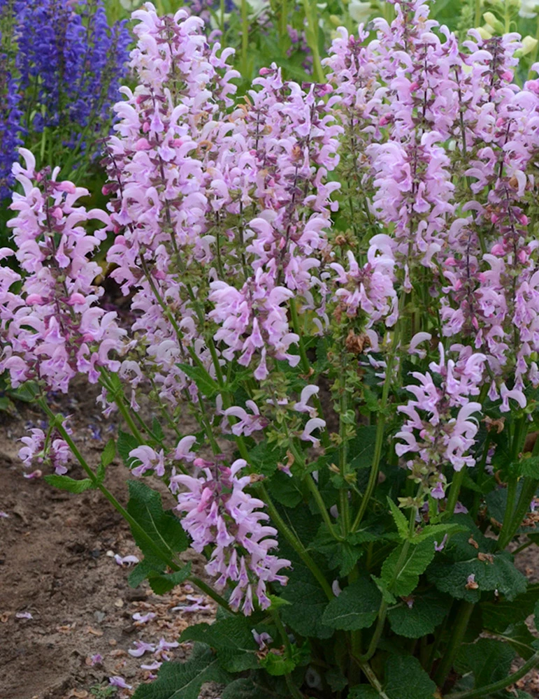 Menu Pinky Winkey Summer Collection 10 Menu Pinky Winkey Summer Collection - Image 8