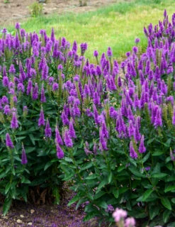 Menu Very Van Gogh Veronica 5 Menu Very Van Gogh Veronica -Gardening Series Store 77554 2