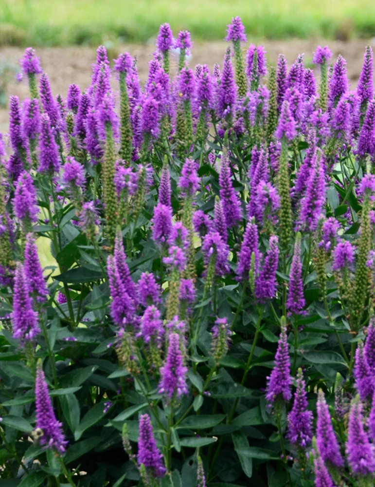 Menu Very Van Gogh Veronica 3 Menu Very Van Gogh Veronica