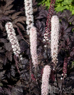 Menu Twilight And Light Shade Garden Collection -Gardening Series Store 77560 actaea chocoholic 1 1