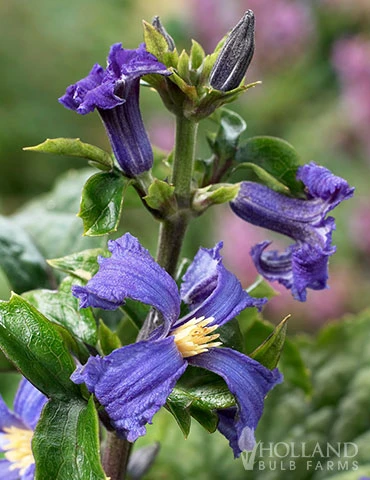 Menu China Purple Clematis 4 Menu China Purple Clematis - Image 2