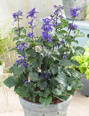 Menu China Purple Clematis 3 Menu China Purple Clematis