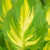 Menu Lakeside Paisley Print Hosta -Gardening Series Store 77567 hosta lakeside paisley print