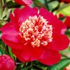 Menu Charles Burgess Peony -Gardening Series Store 77568 paeonia charles burgess peony