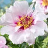 Menu Cora Louise Itoh Hybrid Peony -Gardening Series Store 77570 cora louise peony