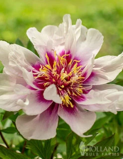 Menu Cora Louise Itoh Hybrid Peony -Gardening Series Store 77570 cora louise peony 6