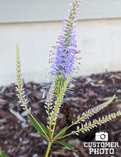 Menu Pollinator Pleaser Perennial Garden Collection 25 Menu Pollinator Pleaser Perennial Garden Collection -Gardening Series Store 77574 veronicastrum virginicum cupid 2