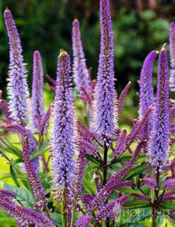 Menu Pollinator Pleaser Perennial Garden Collection 24 Menu Pollinator Pleaser Perennial Garden Collection -Gardening Series Store 77574 veronicastrum virginicum cupid