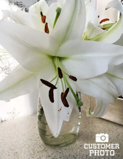 Menu Summer Moonlight Garden Flowers Collection -Gardening Series Store 77575 pretty woman orienpet lily 3 1