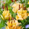 Menu Apricot Fudge Lily 1 Menu Apricot Fudge Lily -Gardening Series Store 77576 lilium apricot fudge