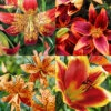 Menu Fiery Hot Lily Collection -Gardening Series Store 77580 fiery hot lily collection